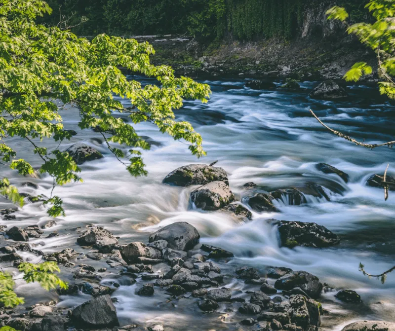 Supporting Your Liver: The Key to Optimal Health